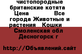 чистопородные британские котята › Цена ­ 10 000 - Все города Животные и растения » Кошки   . Смоленская обл.,Десногорск г.